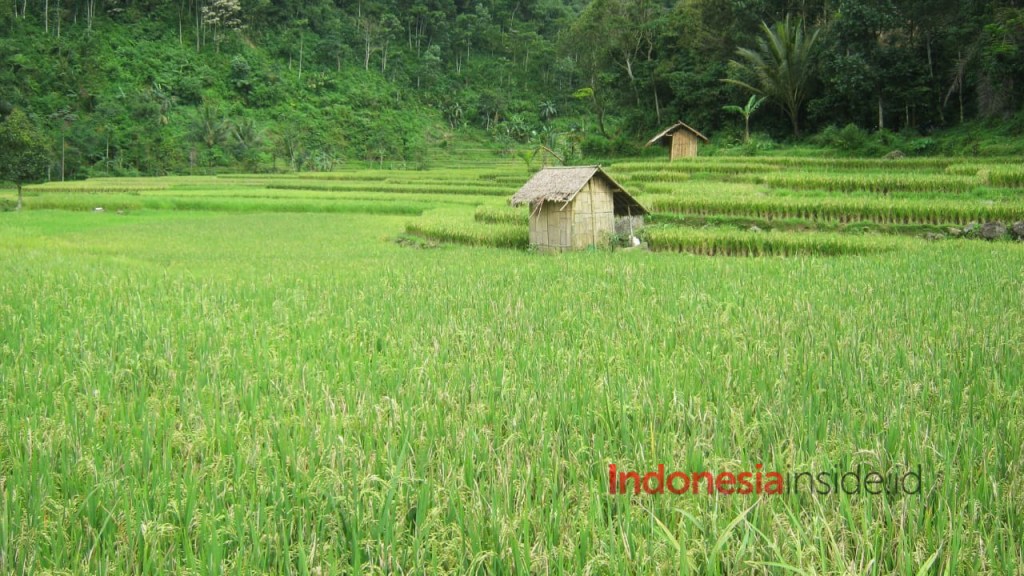 Indonesia Ingin Swasembada Beras, tapi Sawah Jadi&nbsp;Pemukiman